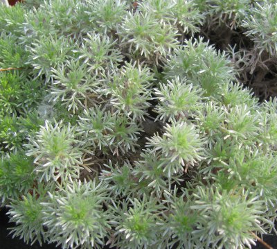 Cotula hispida 159/20